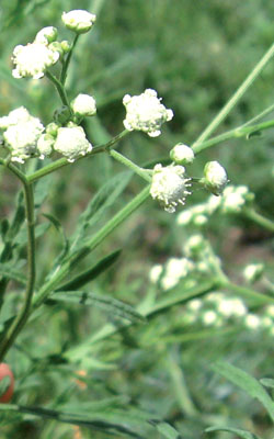 Long green stalk of parthenium weed with white flowers 
