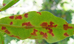 Turpentine leaf with established rust presenting as severe red-brown lesions all over the leaf