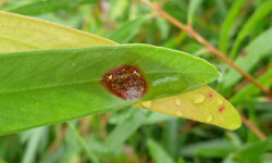Tip of a bottlebrush leaf with a deep red-brown lesion. The leaf behind it has two very early-stage red spots