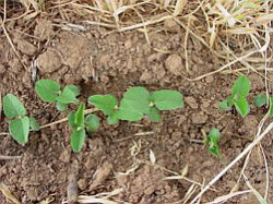 Small green leaves of soybean emerging from ground