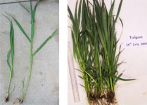 Two images. First image shows 2 thin green cereal plant stems. Second image shows bunch of thin green stems with roots attached