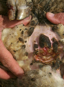Close-up of 2 hands showing the burnt anus of a sheep