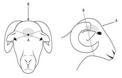 Diagram of a the front and side of a ewe's head indicating the recommended line of fire