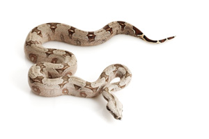 Creamy grey snake with dark brown markings