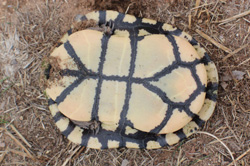 Underside of turtle shell, creamy yellow in colour with black markings