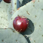 Red fruit of the Wheel cactus