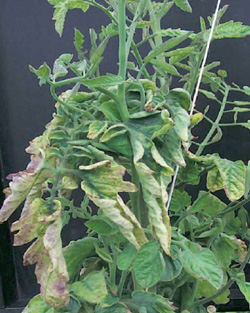 Tomato plant with curling leaves that are turning yellow and purple
