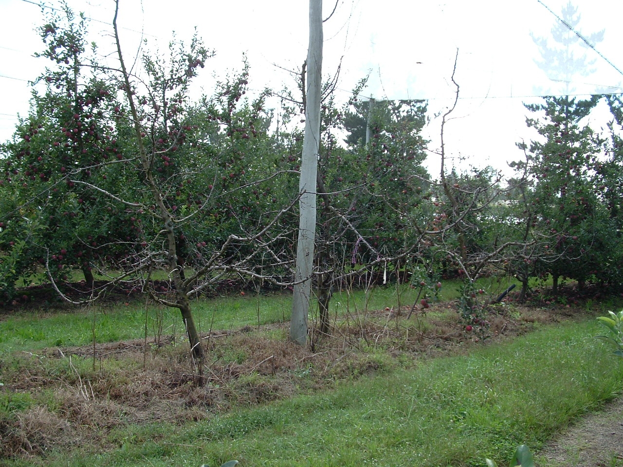 A row of dead and bare trees in an apple orchard