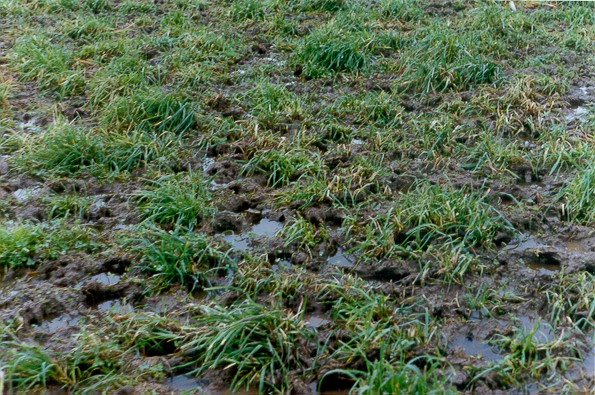 Soil damage caused by trampling of wet pasture