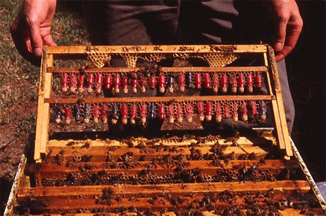 Beekeeper holding a frame with started queen cells
