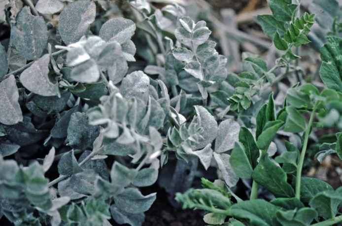 Photo of an infected plant with white-grey leaves next to a healthy, green-leaved plant