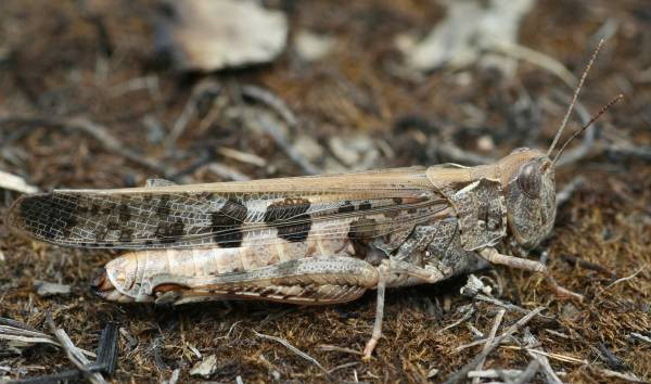 Plague locust adult showing the black spot on the hind wing