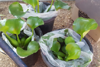 Water hyacinth plants for sale at a market