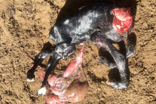  Dead newborn calf with stiff joints that can't be straightened