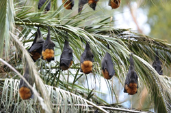Grey headed flying foxes hanging from branches