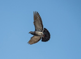 Racing pigeon in flight