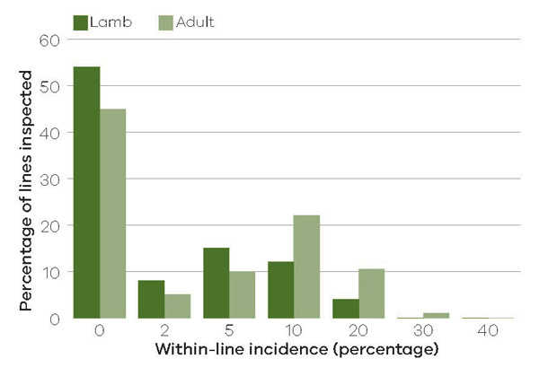 Bar chart with percentage of lines inspected on the vertical axis and within-line incidence percentage on the horizontal axis. Lamb and adult figures are shown for 0, 2, 5, 10, 20, 30 and 40 per cent of within-line incidence.