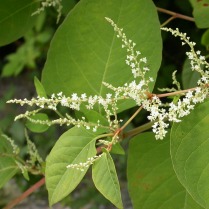 White clustered flowers growing on spikes from the stem of a Japanese knotweed