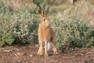 Wild hare in brushy scrub