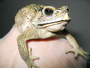 Creamy yellow and black toad sitting on gloved hand