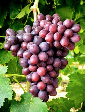 Purple grapes on a vine.
