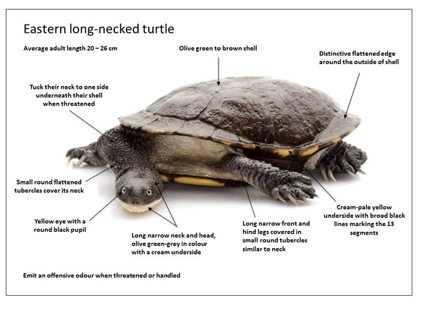  Diagram showing key features of eastern long-necked turtle, described in text to follow