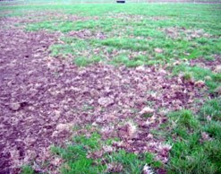  Photo of a lawn damaged by redhead cockchafer showing a large area of brown, dead grass.