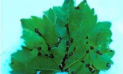Black spots on a grape leaf