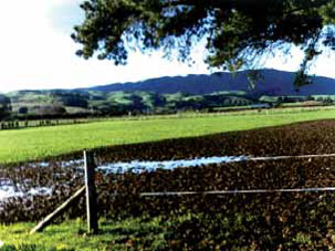 A paddock with a large area that is being damaged by pugging