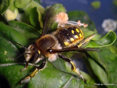 European Carder bee