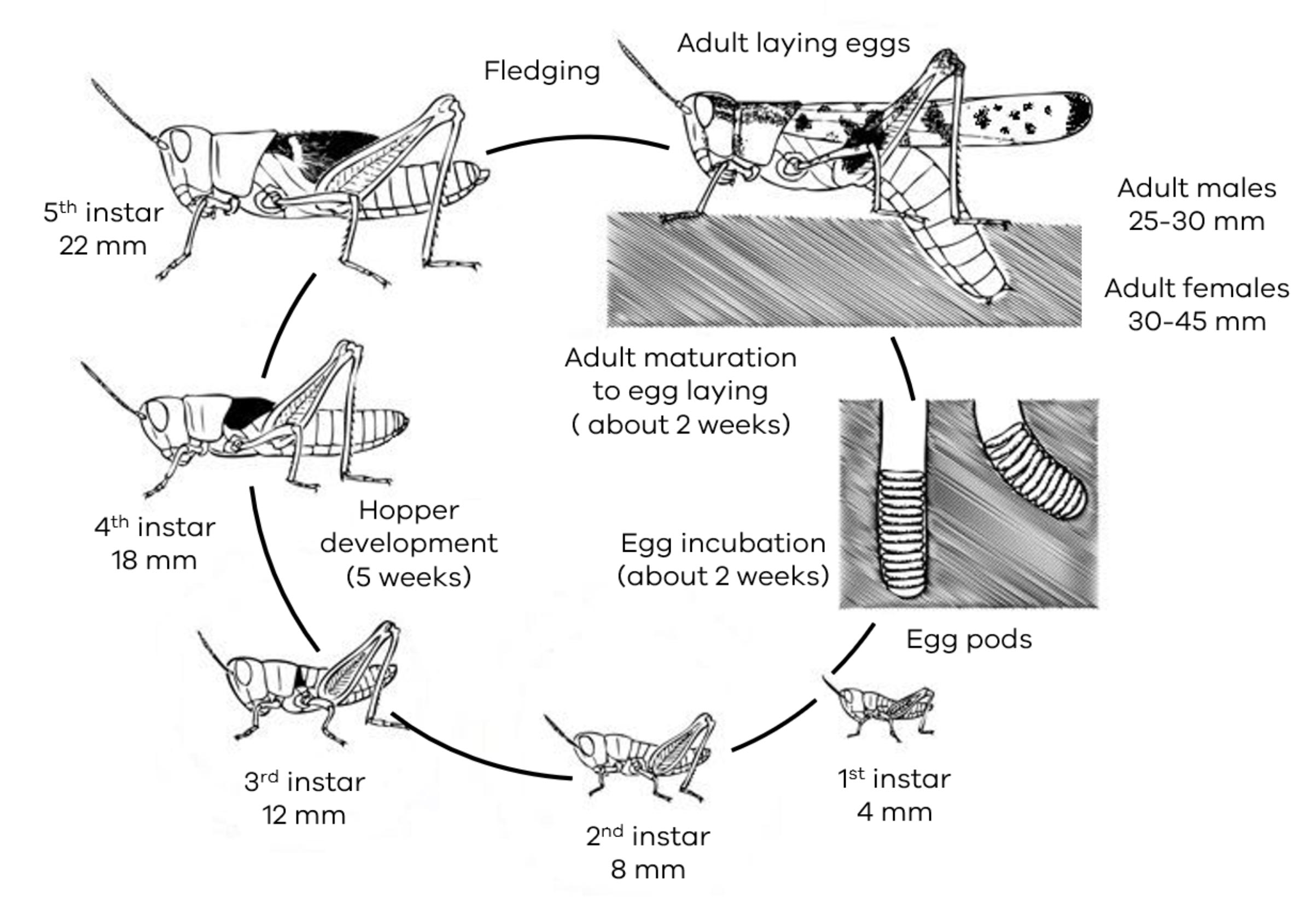 6 stages of locust lifecycle — Female lays eggs, egg pods hatch, baby locust starts at first instar then moves on to second, third, fourth and fifth instar becomes hopper then adult.