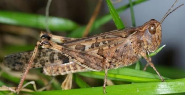 Brown coloured locust with black markings on body and wings standing on green grass