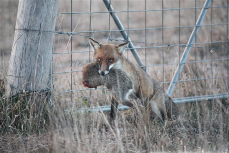 Fox holding small animal caught in mouth, standing in front of fence