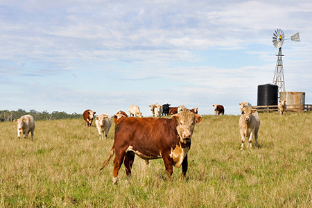 Cattle in a field, windmill in the background