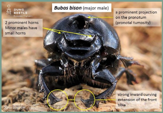 Bubas bison (major male) Front on photos of large male dung beetle, highlighting features including horns on its head. Arrows point to two prominent horns (Minor males have small horns) and a prominent projection on the pronotum (pronotal tumosity). Strong inward curving extension of the front tibia is circled.