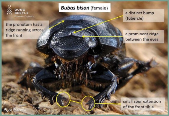 Front on photo of large female dung beetle. Arrows point to the pronotum which has a ridge running across the front, a distinct bump (tubercle) and a prominent ridge between the eyes. Small spur extension of the front tibia is circled.