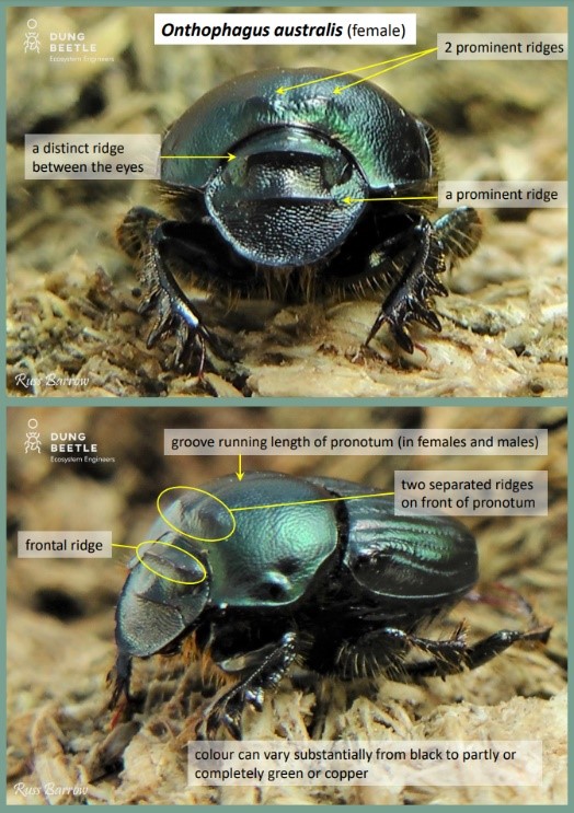 Onthophagus australis (female) front and profile photos of a greenish black beetle.  Arrows point to: a distinct ridge between the eyes 2 prominent ridges above its head A prominent ridge  profile photo has arrows pointing to: A groove running length of pronotum (in females and males) two separated ridges on front of pronotum frontal ridge Colour can vary substantially from black to partly or completely green or copper  horns