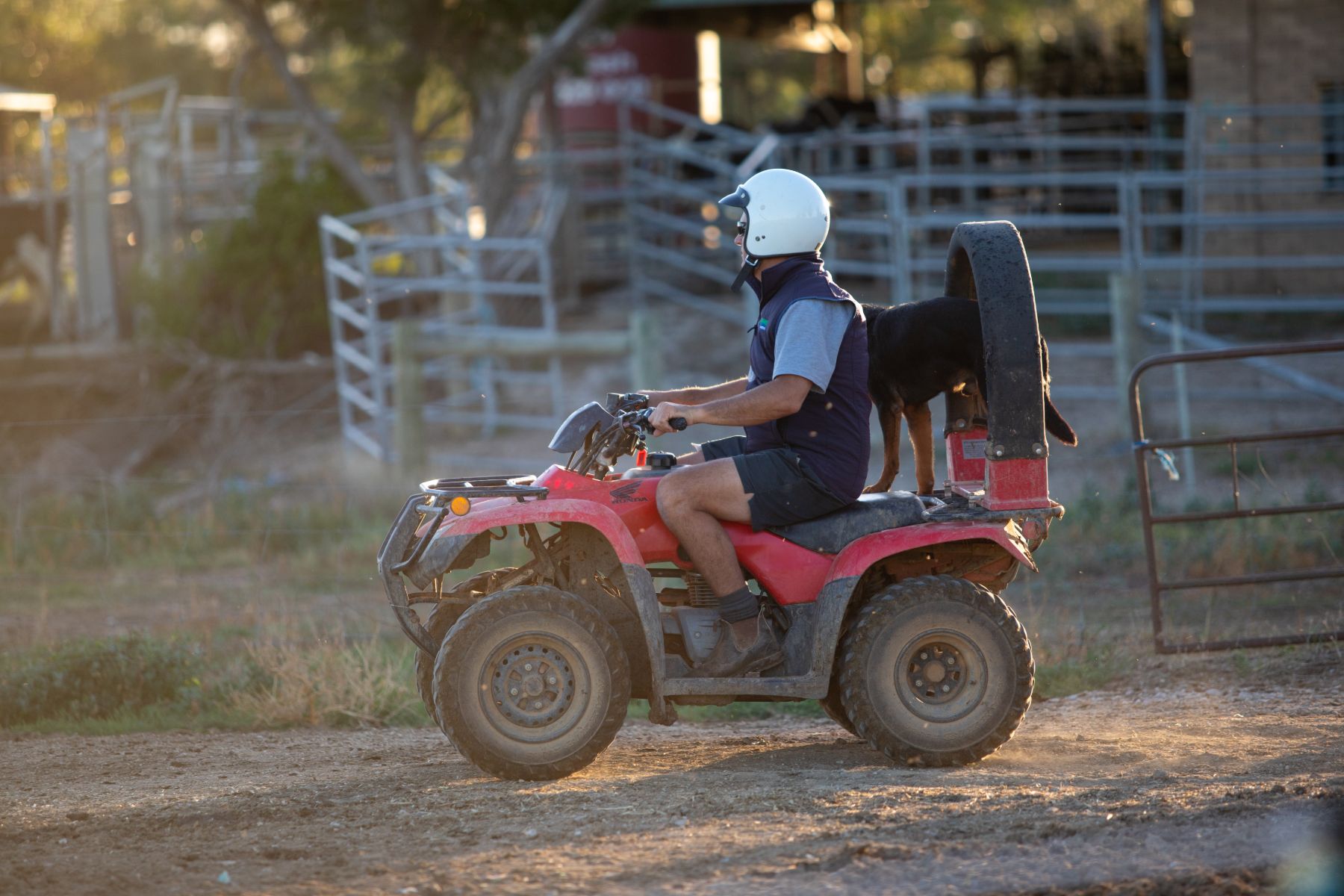 Rider wearing a helmet on a four-wheeler with a roll bar. There is a dog on the back of the four-wheeler and in a stockyard in the background