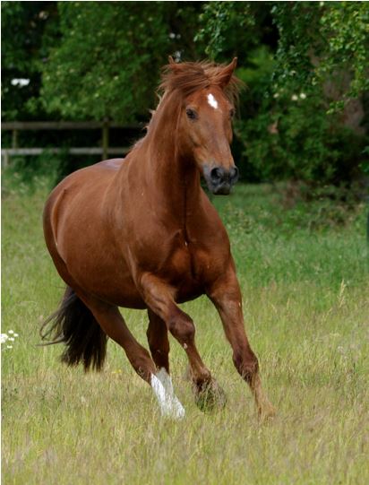 Horse running through pasture