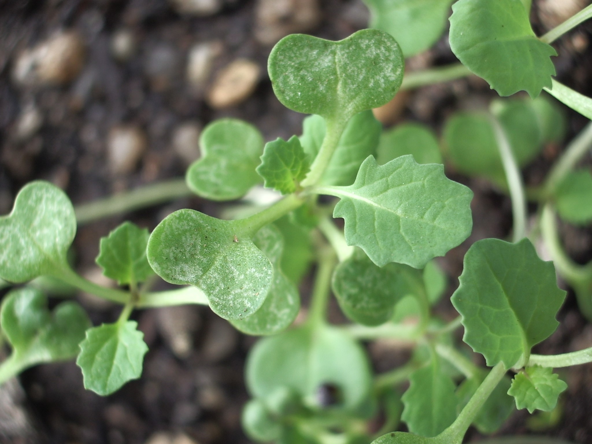 Photo of canola plant with showing whitish-grey spots caused by Bryobia mite feeding.