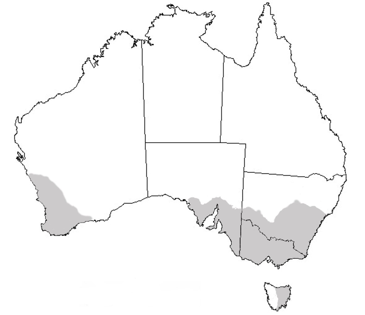 Drawing of Australia with grey shaded areas showing the known distribution of redlegged earth mites.