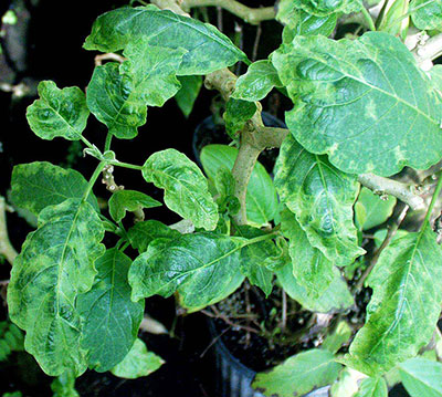 Leaf symptoms showing mosaic and rugosity 