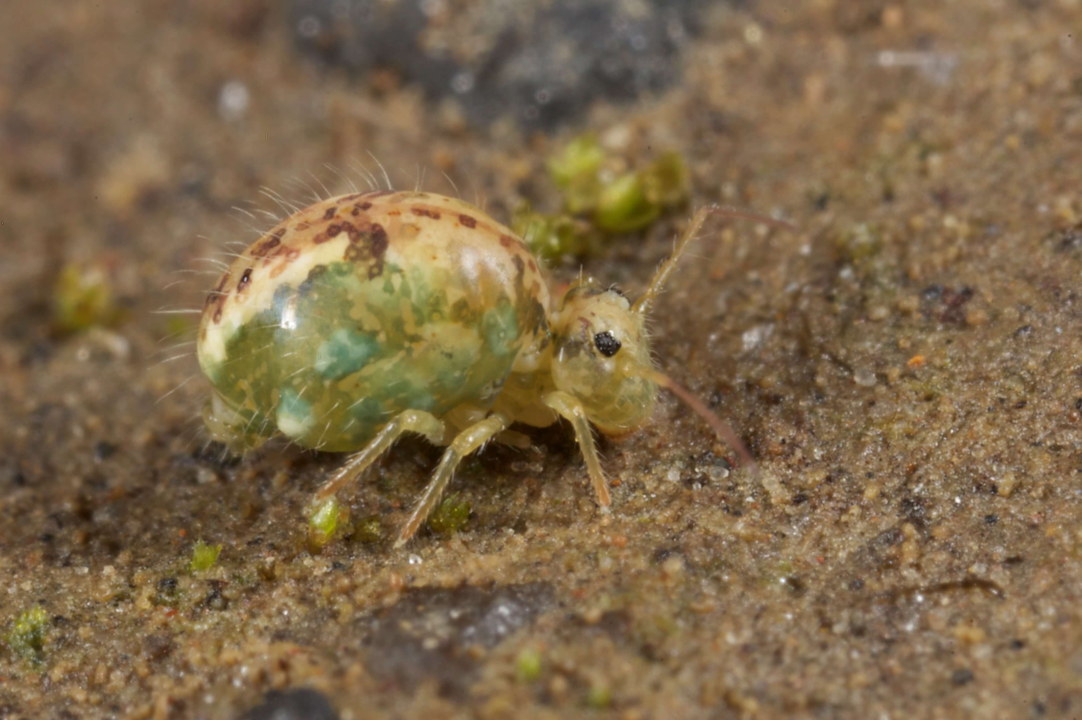 Photo of adult lucerne flea on the ground.