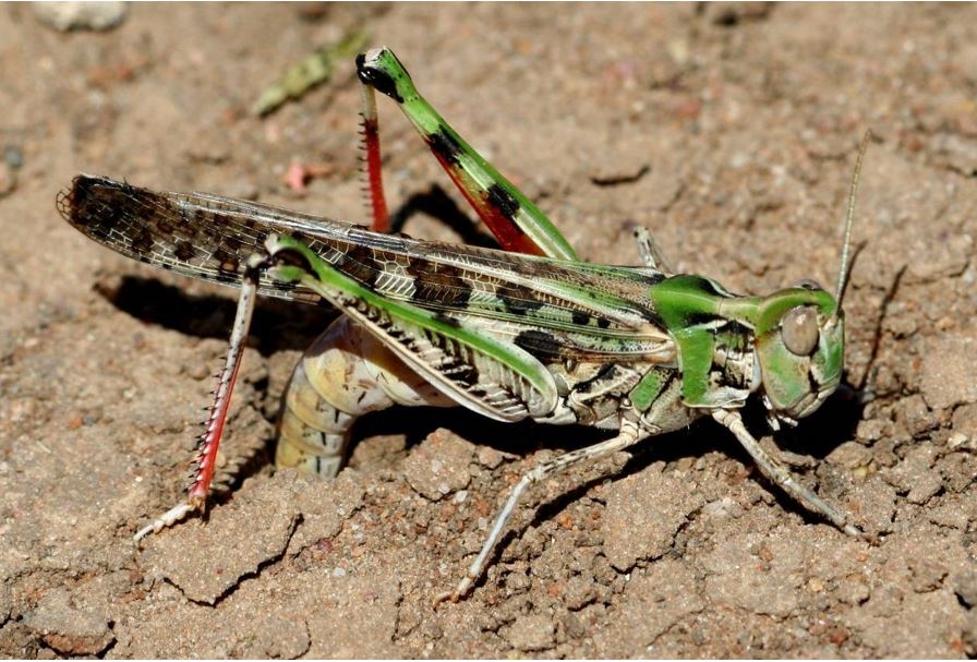 Green plague locust with abdomen in dirt