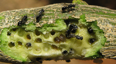 Photograph of citrus gall wasp adults emerging out of holes on a citrus branch.
