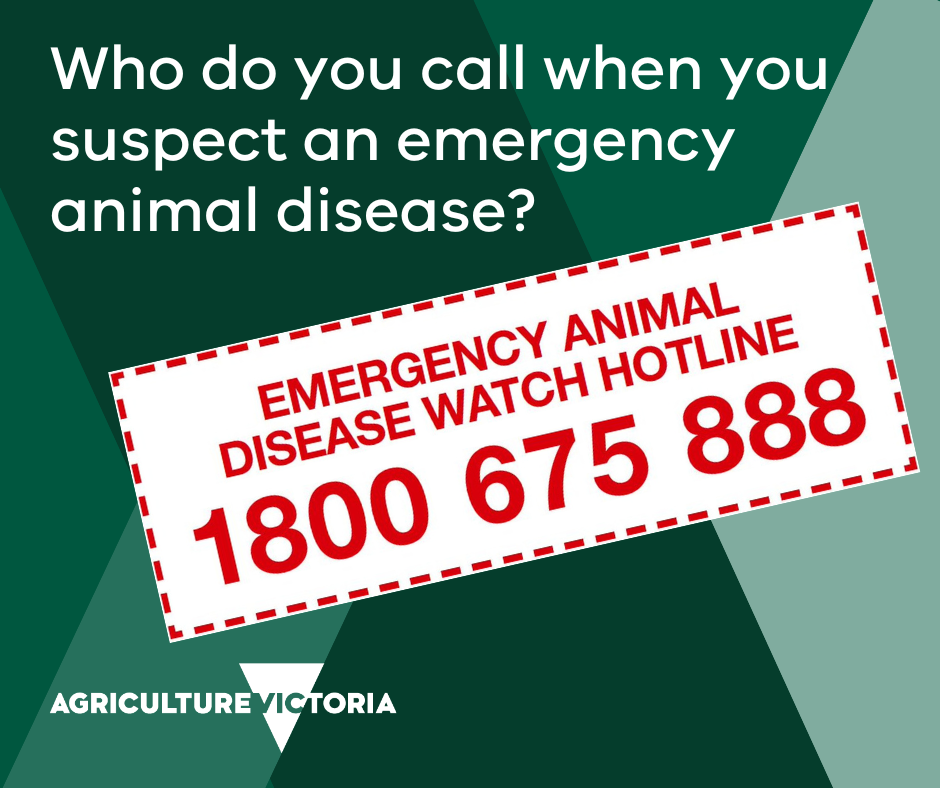 Green background with the following text and a red and white stamp with the Emergency Animal Disease phone number. Text reads: Who do you call when you suspect an emergency animal disease? Emergency Animal Disease Hotline 1800 675 888
