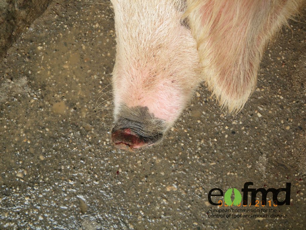 Old lesion on a pig’s snout shown as dark red area on the tip of the snout