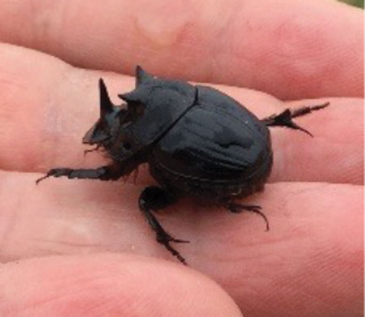 close up of native three-horned beetle on person's hand