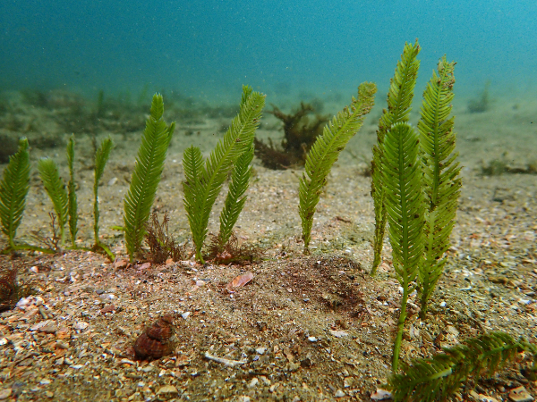 Image of Aquarium Caulerpa. The scientific name, Caulerpa taxifolia. This image was taken by J. Turnball.