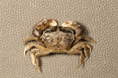 Image of Harris’ mud crab. The scientific name, Rhithropanopeus harrisii. This image was taken by M. Frey CC by nc-sa.